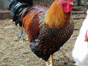 Black Laced Golden Wyandotte Chicken
