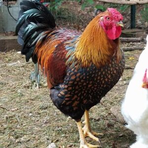 Black Laced Golden Wyandotte Chicken