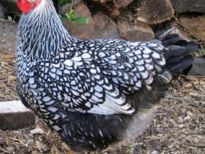 Black Laced Silver Wyandotte Started Pullet