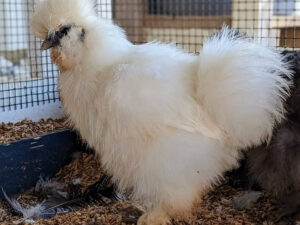 WHITE SILKIE BANTAM For Sale