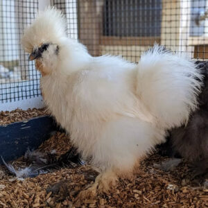 WHITE SILKIE BANTAM For Sale