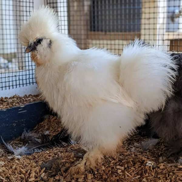 WHITE SILKIE BANTAM For Sale