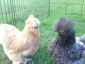 Silkie chickens for sale