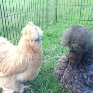 Silkie chickens for sale