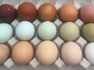 Assorted Chicken Hatching Eggs