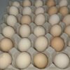 Ayam cemani eggs for sale ayam cemAyam cemani eggs for saleani eggs
