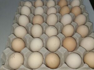 ayam cemAyam cemani eggs​ for saleani eggs​