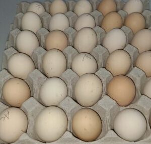 ayam cemAyam cemani eggs​ for saleani eggs​