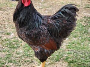 Blue Laced Red Wyandottes chickens