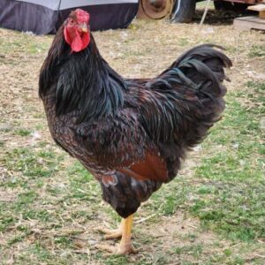 Blue Laced Red Wyandottes chickens