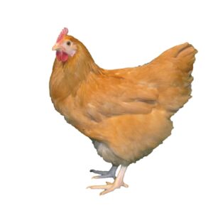 buff orpington chickens