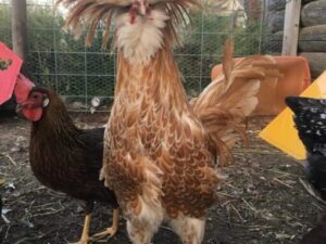 Buff Laced Polish Chicken delivery