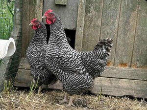 Buff Barred Rock Chicken Delivery