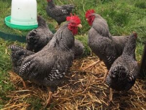 Barred Rock Bantam Chicks for Sale