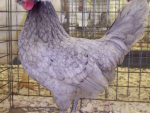 Blue Polish Chicken Delivery