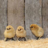 BUFF SILKIE BANTAM Chicks