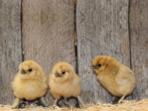 BUFF SILKIE BANTAM Chicks