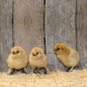 BUFF SILKIE BANTAM Chicks