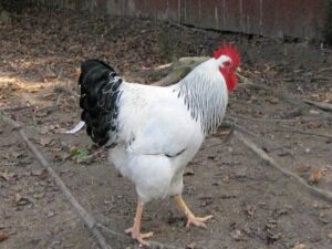 COLUMBIAN ROCK BANTAM for Sale