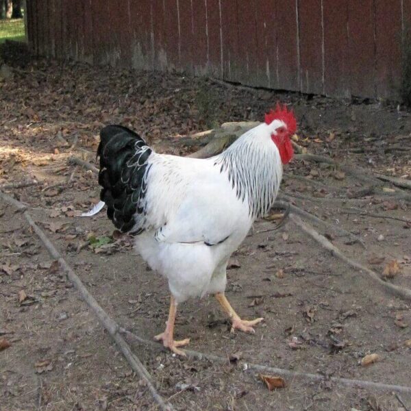 COLUMBIAN ROCK BANTAM for Sale
