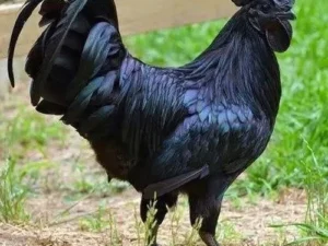 Black Kadaknath Adult Birds, Protein: High Protein, 1.2 kg