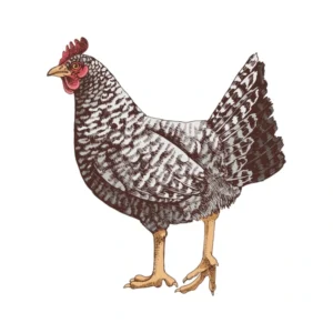 Barred Rock Chicken delivery
