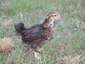 Speckled Sussex Started Pullet