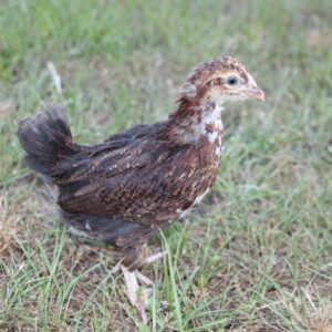 Speckled Sussex Started Pullet