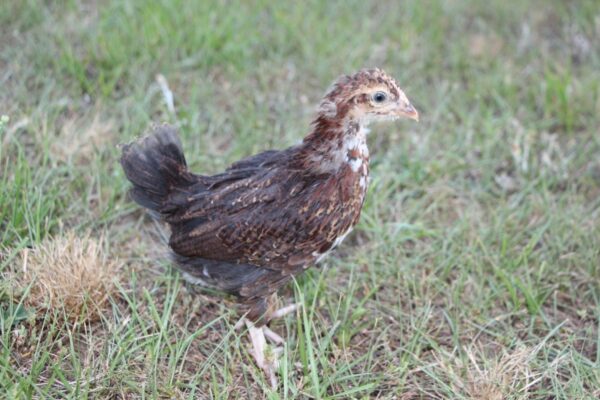 Speckled Sussex Started Pullet