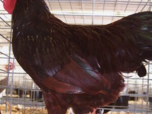 RHODE ISLAND RED BANTAM