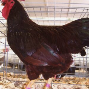 RHODE ISLAND RED BANTAM