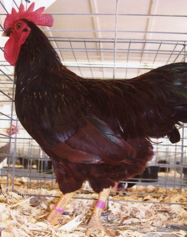 RHODE ISLAND RED BANTAM