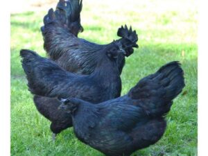 Kadaknath Hen for sale