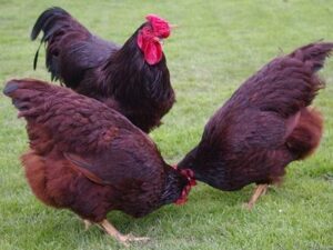 RHODE ISLAND RED For Sale