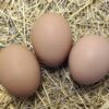 Barred Rock Hatching Eggs for sale Barred Rock Hatching Eggs for sale