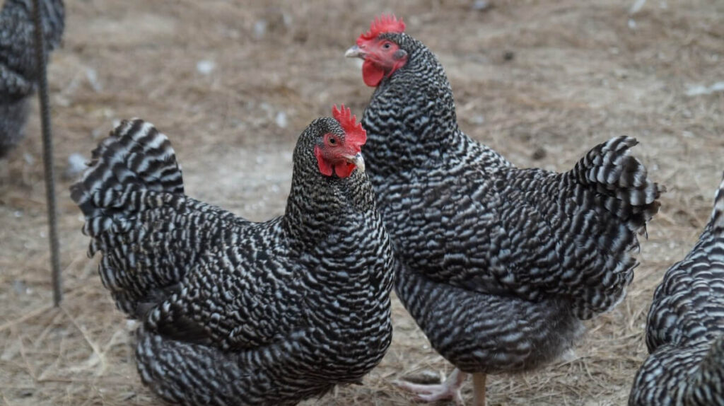 Barred Rock Chickens