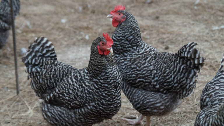 Barred Rock Chickens