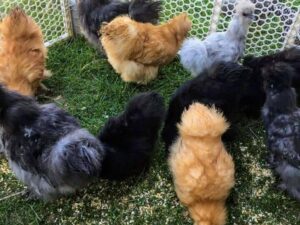 ASSORTED SILKIES BANTAM Chicken