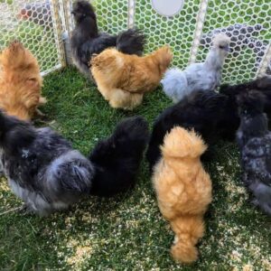 ASSORTED SILKIES BANTAM Chicken