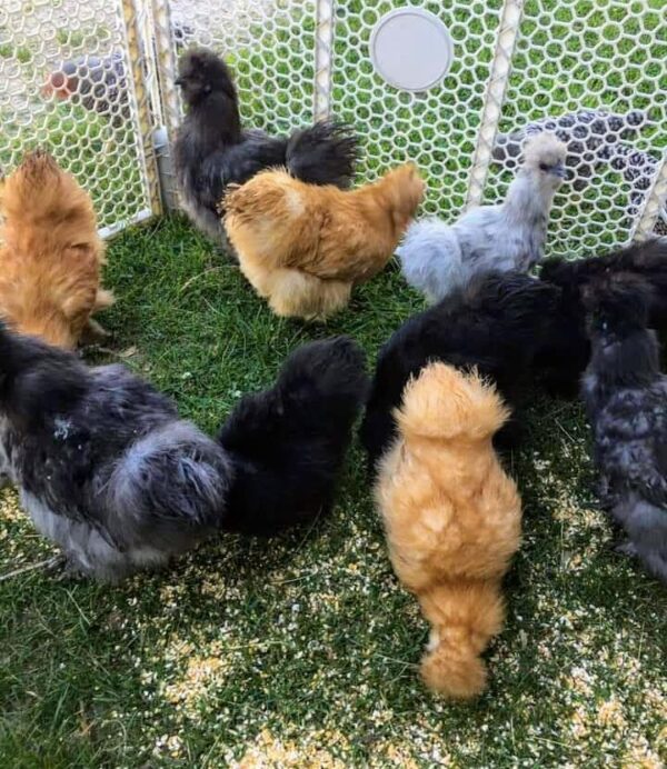 ASSORTED SILKIES BANTAM Chicken