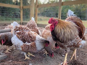 Splash Laced Red Wyandottes Chicken