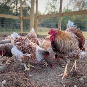 Splash Laced Red Wyandottes Chicken