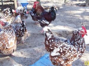 speckled sussex chicken for sale