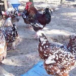 speckled sussex chicken for sale