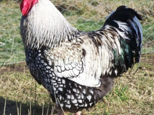 Black Laced Silver Wyandotte Chicken