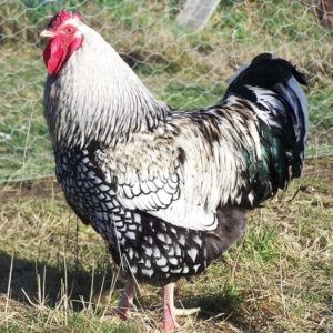 Black Laced Silver Wyandotte Chicken